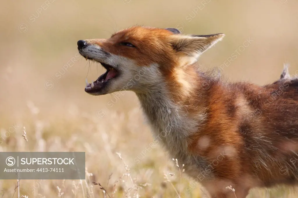 Red Fox with its mouth wide open Gran Paradiso National Park