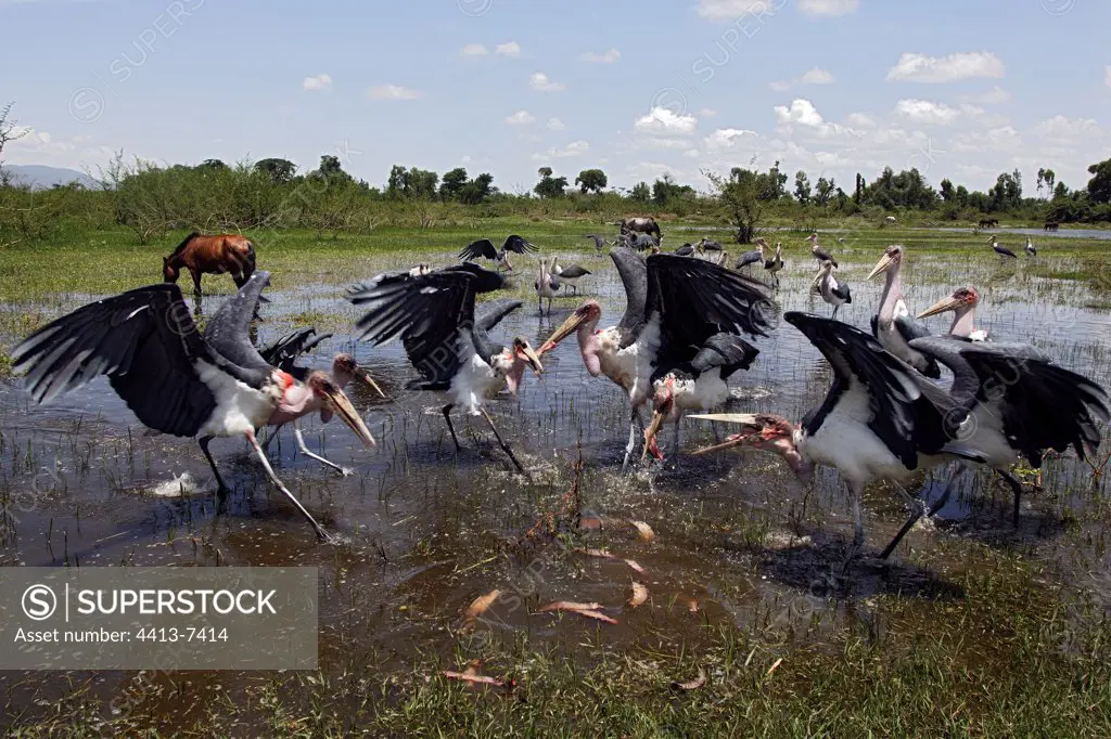 Storks Marabout eating fish Ethiopia