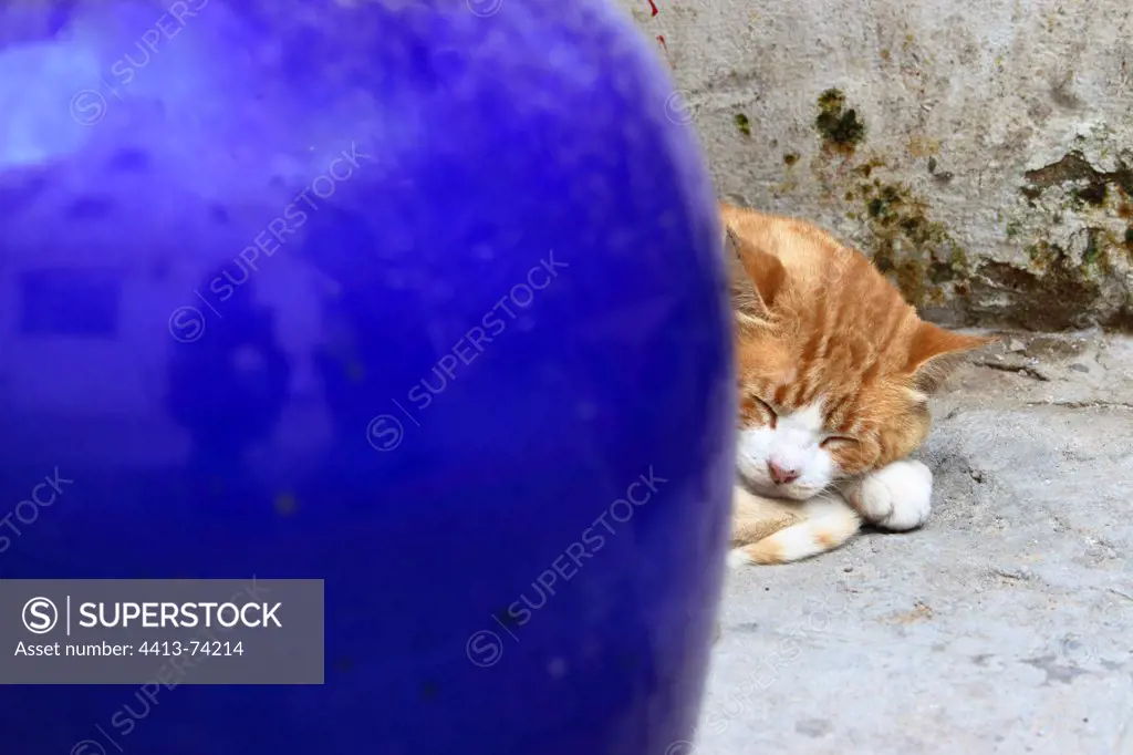 Cat sleeping in an alley in the medina Essaouira