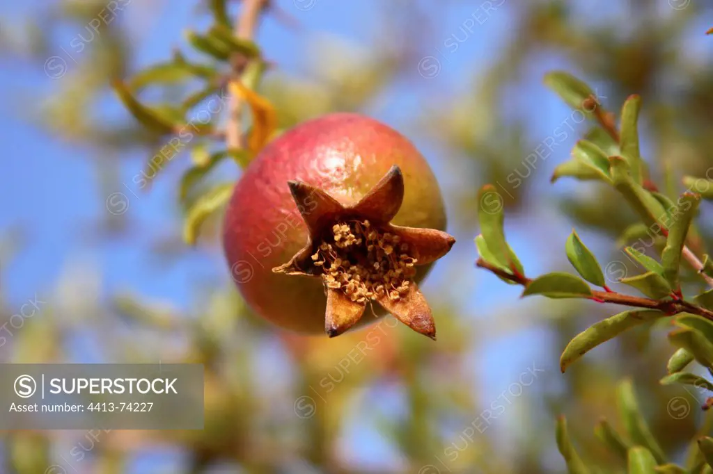 Fruit of pomegranate in Marrakech Morocco