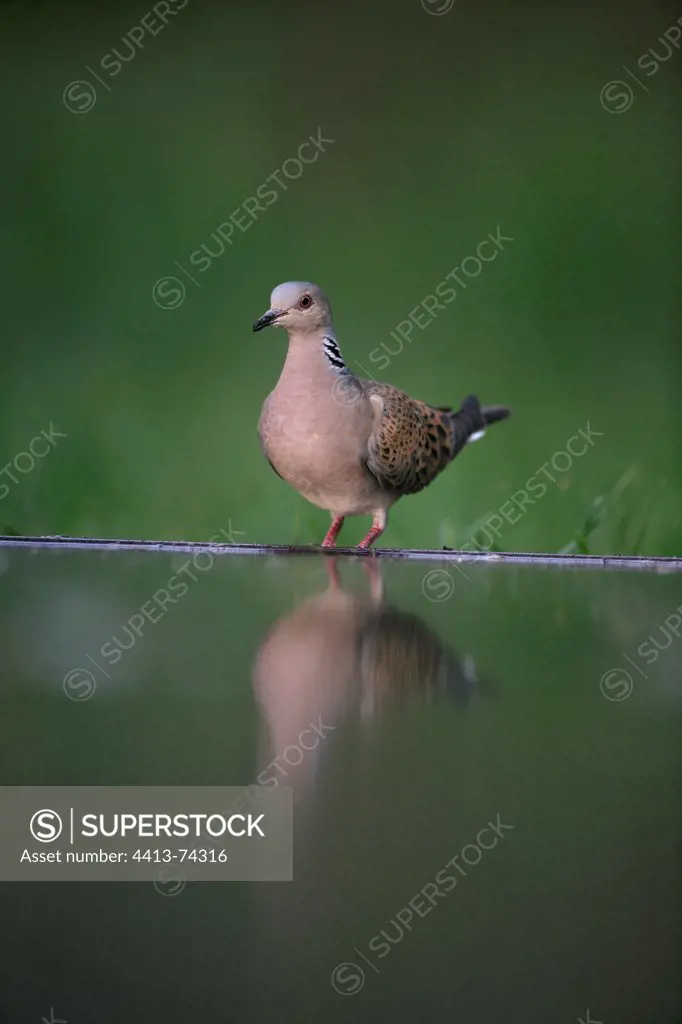 European Turtle Dove landed on a riverbank Hungary
