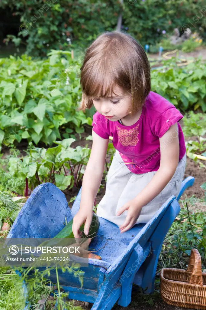 Little girl harvesting carrots in a kitchen garden