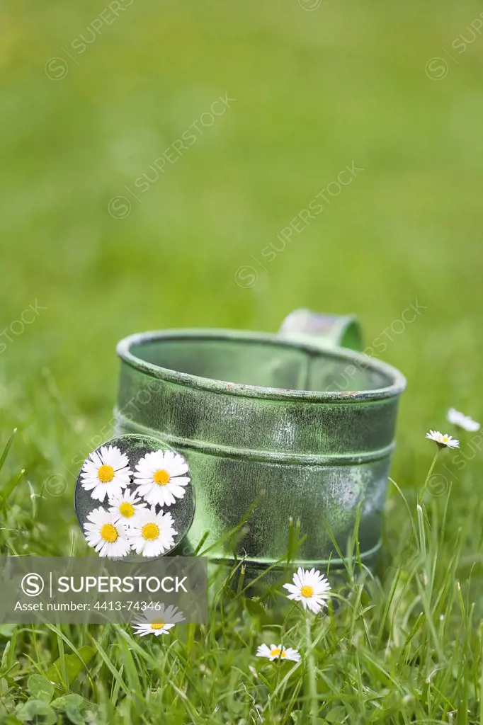 Watering can and lawndaisies in a garden