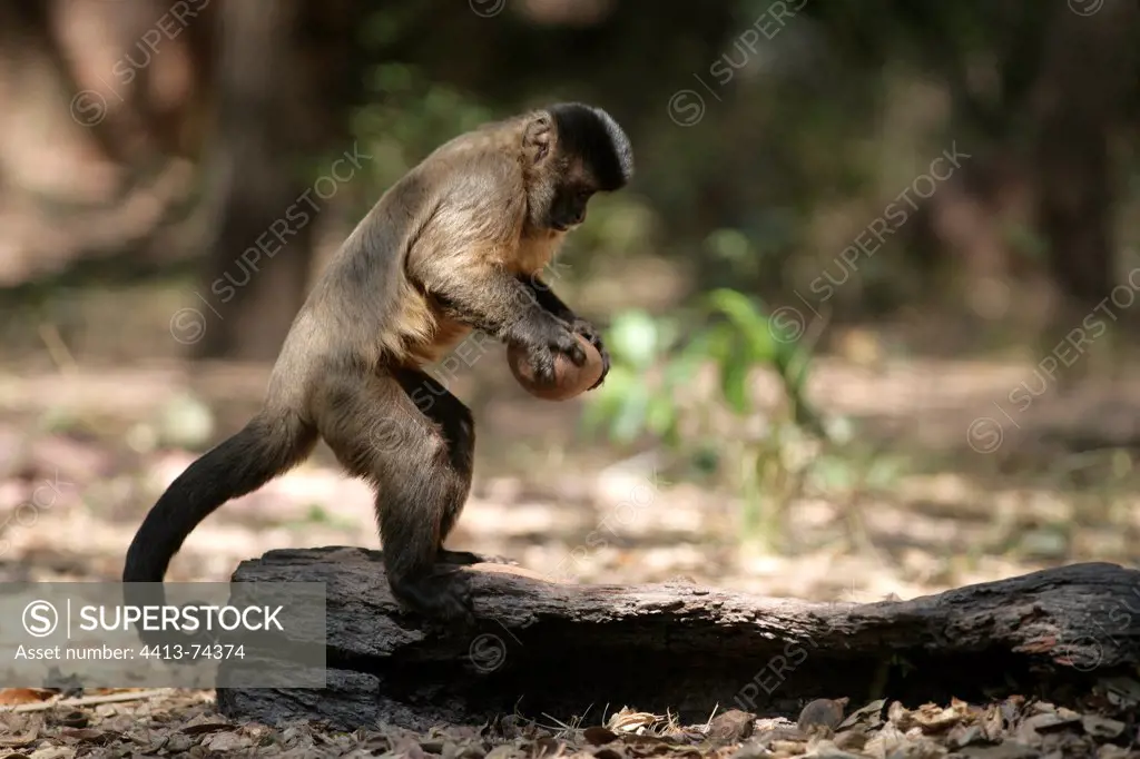 Brown capuchin breaking open nut with stone Brazil