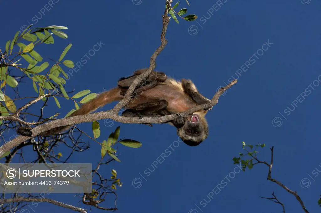 Brown capuchin on tree branch Brazil