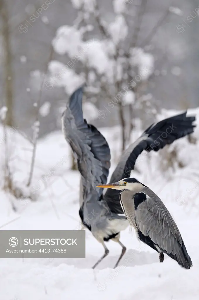 Grey Herons in winter in the snow