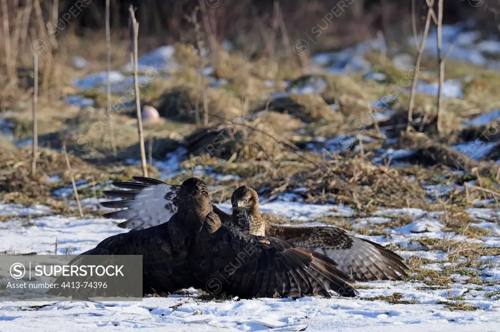 Buzzards fighting in winter in the snow