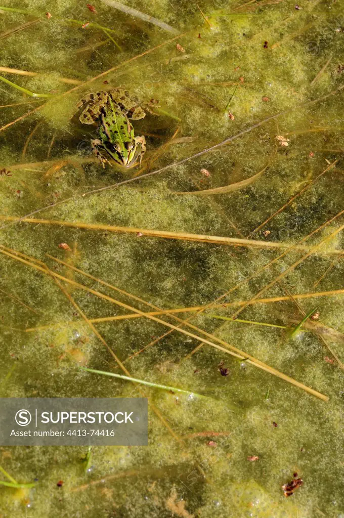 Green frog in a pond in summer eutrophicated
