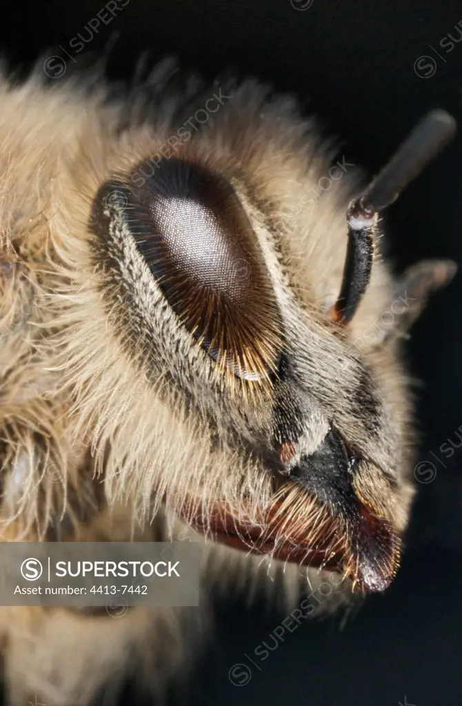 Close up on the head of a Worker bee France