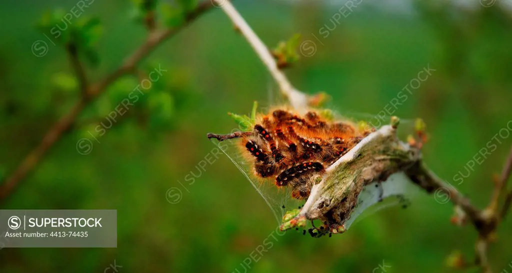Caterpillars on a branch processionary bush
