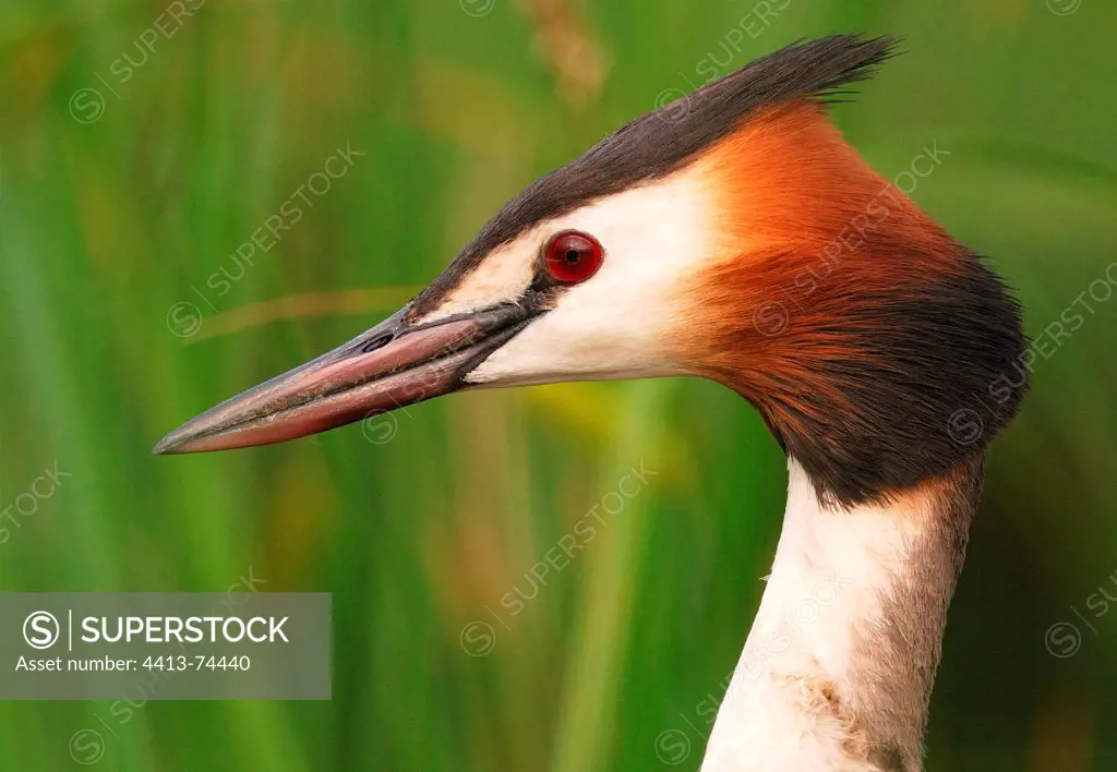 Portrait of a Great Crested Grebe on a pond of Mayenne