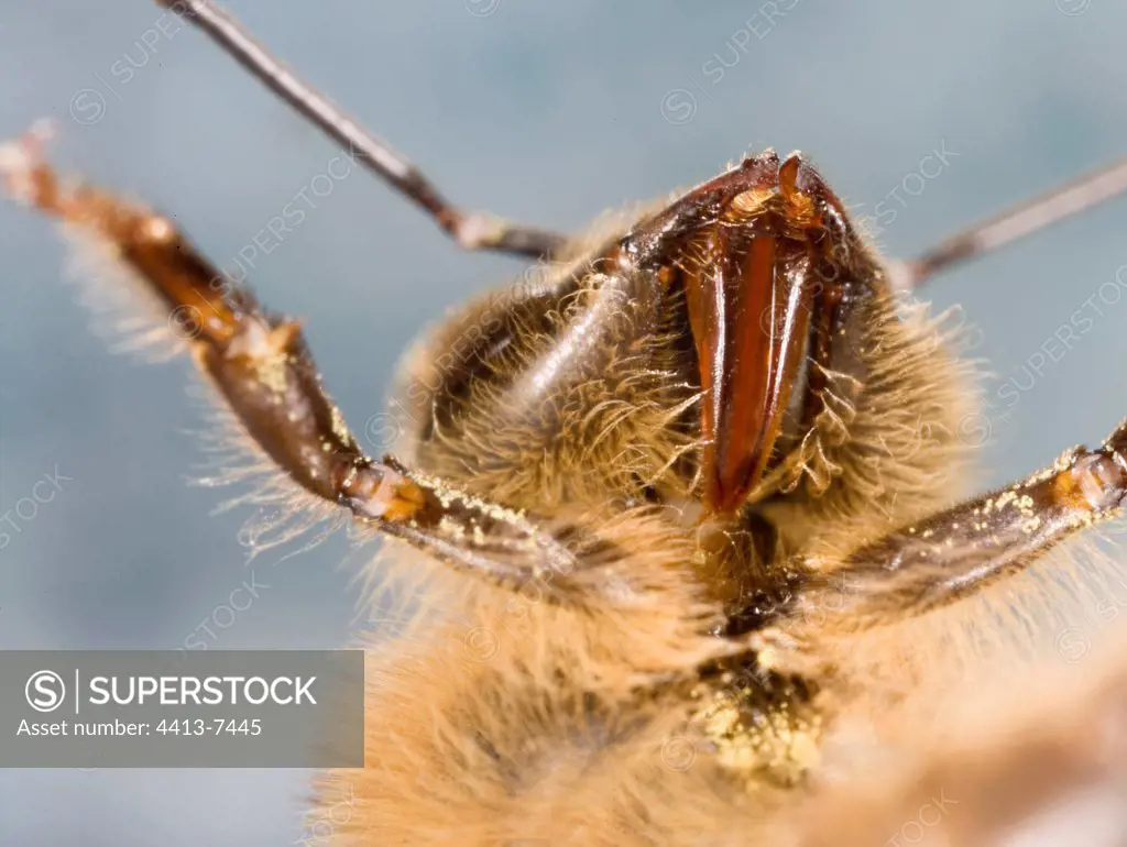 Close up on the head of a worker Bee France
