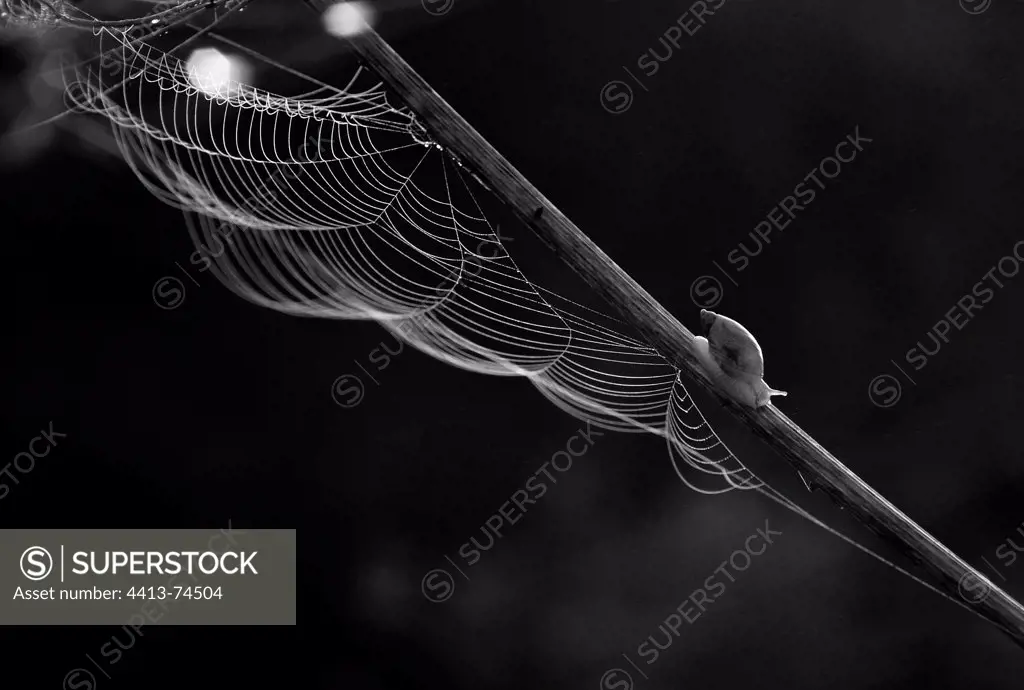 Snail over a spider web suspended from a rod