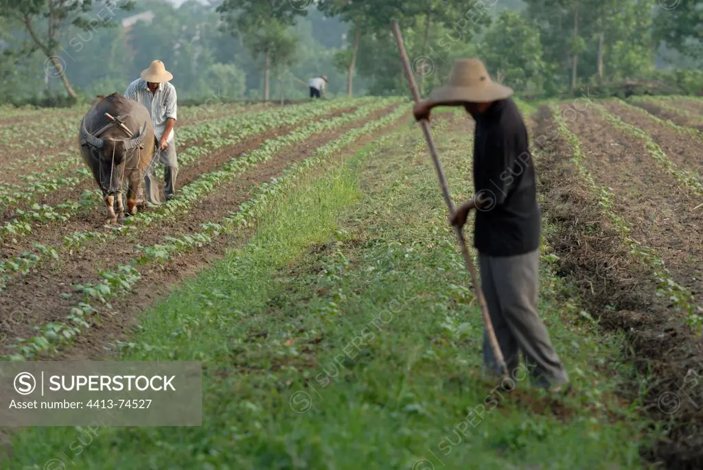 Hubei farmers working their land China