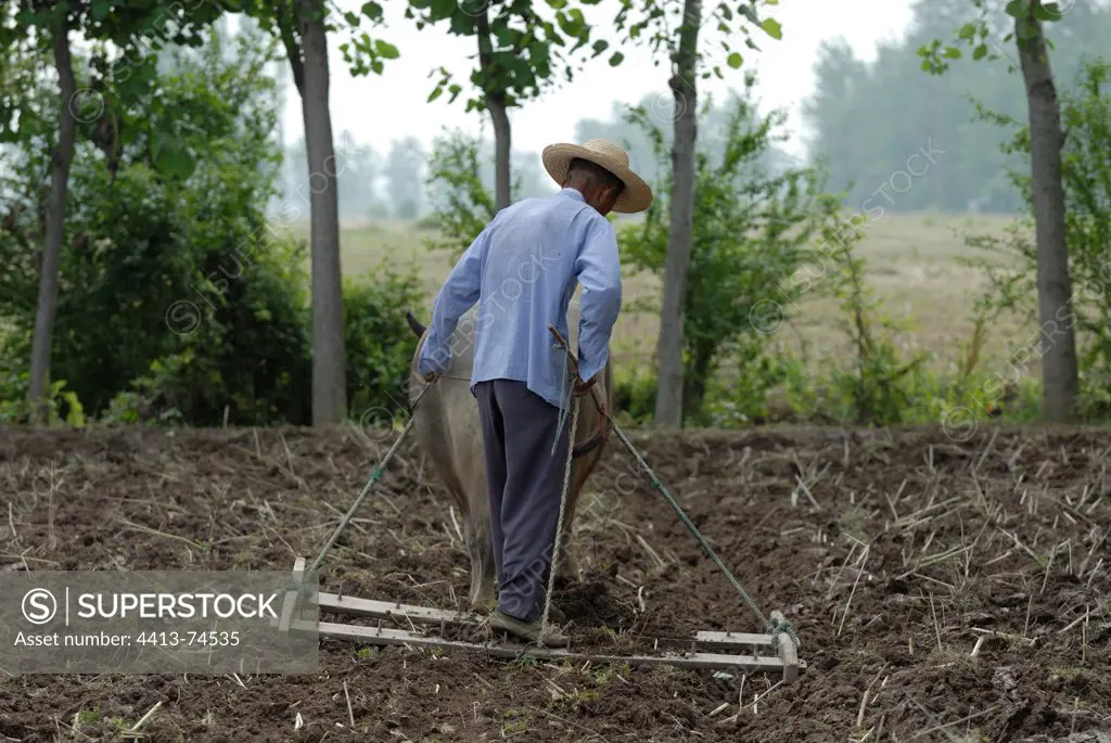 Farmer from harrow pulled by a buffalo Hubei China