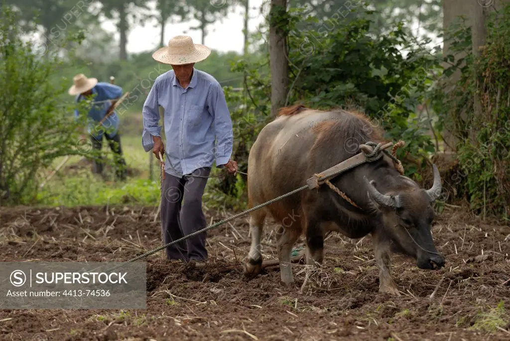 Farmer from harrow pulled by a buffalo Hubei China
