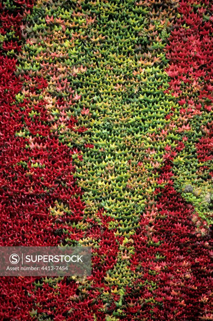 Mixed ivy scarlet and green crimson ""Baltica"" on a wall