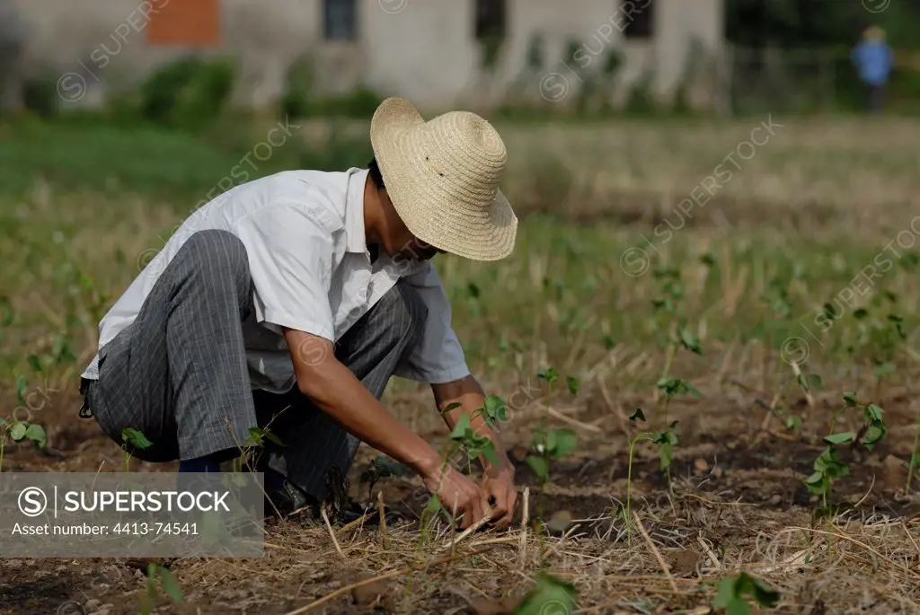 Farmer planting cotton Hubei China