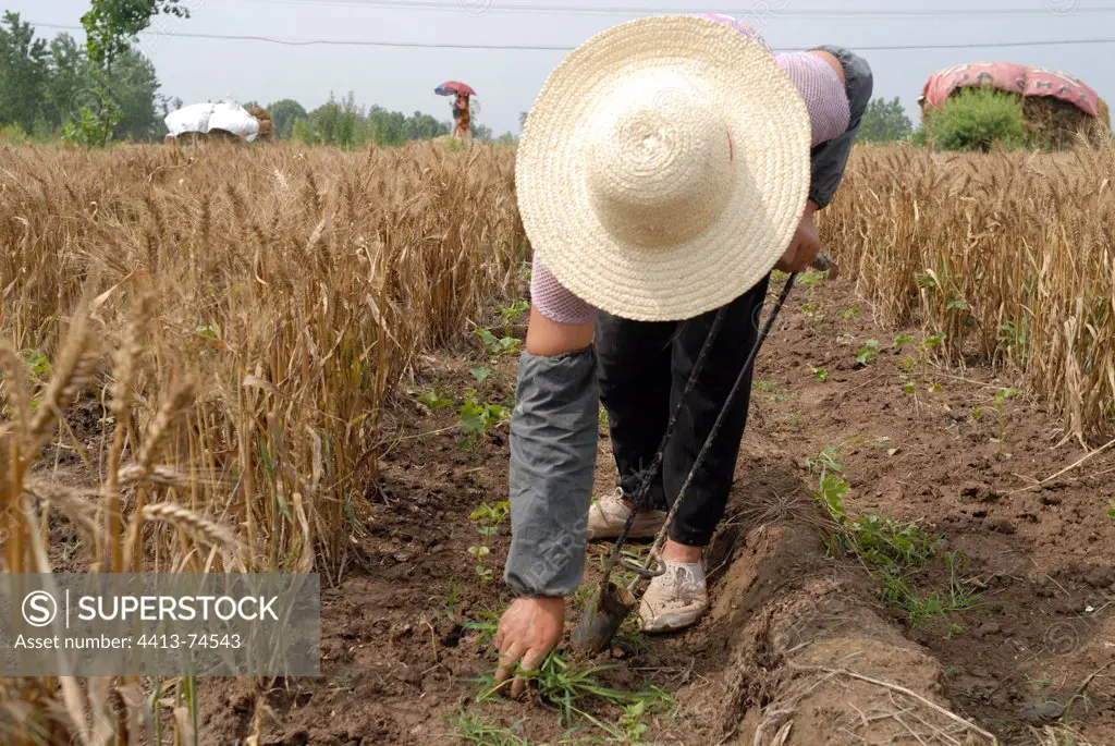 Woman planting cotton on a plot of wheat Hubei China