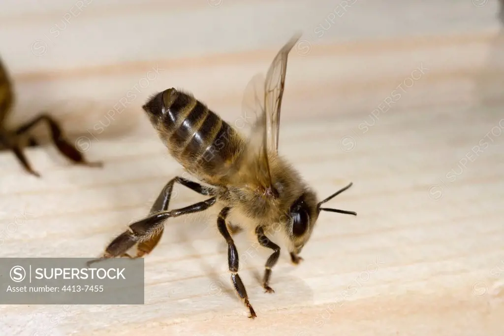 Worker bee defending the entry of the hive France