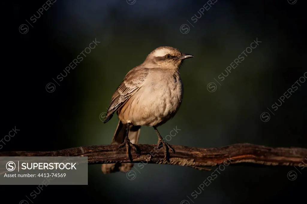 Chalk-browed mockingbird on a branch Brazil