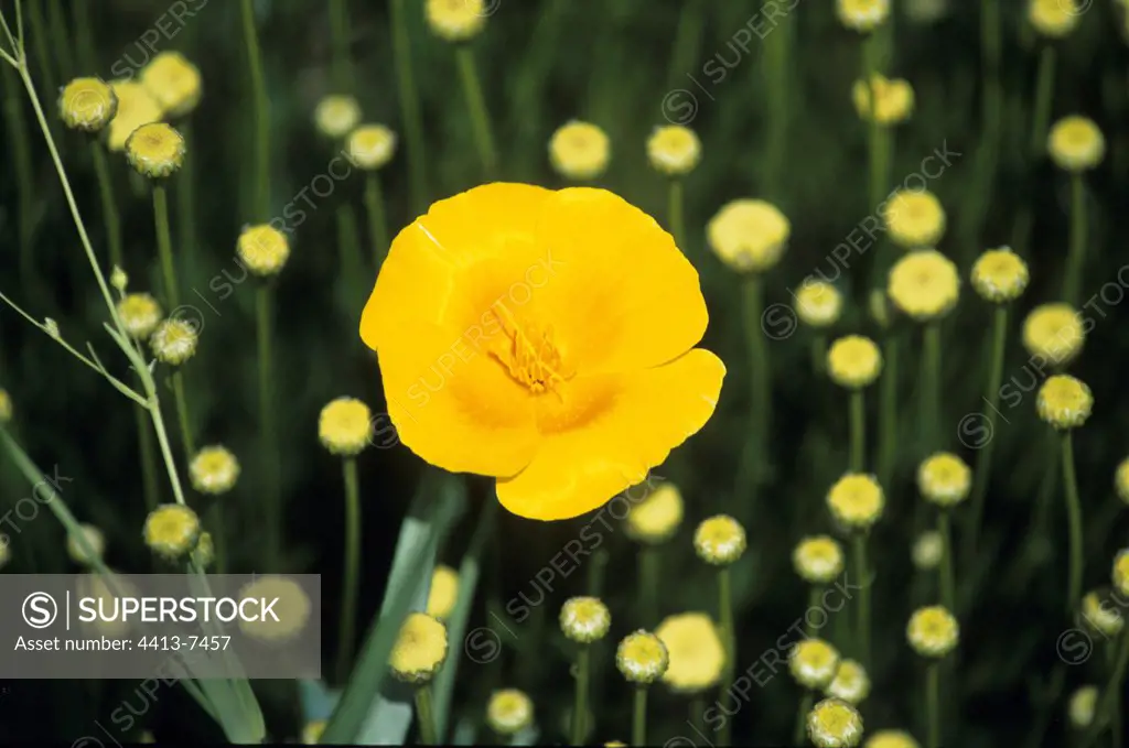 California Poppy yellow France