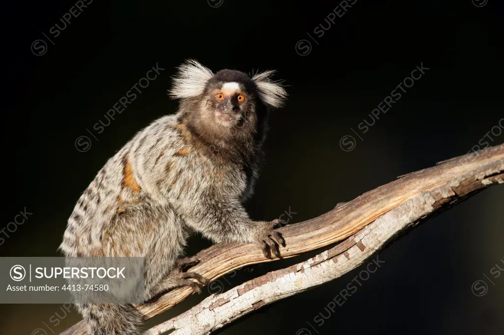 Common marmoset perched on a branch Brazil