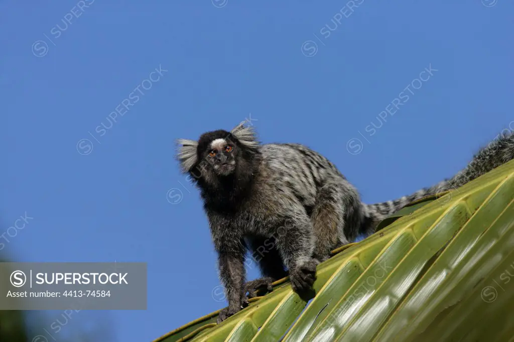 Common marmoset on palm leaf Brazil