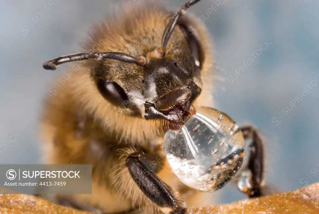 Worker bee drinking a drop of nectar France