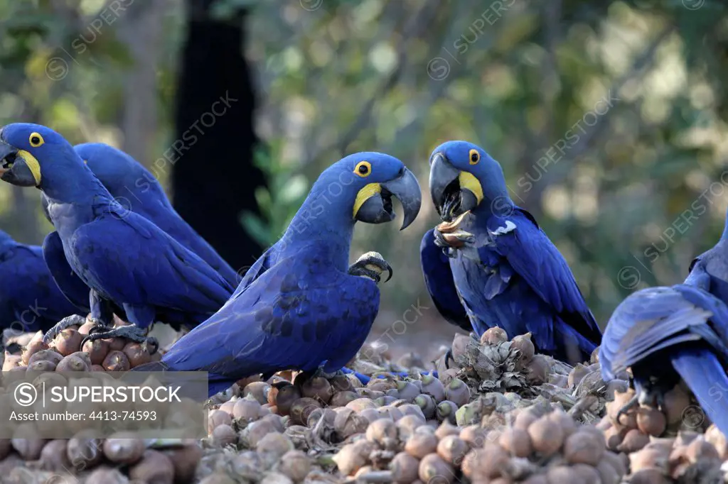 Hyacinth macaws eating seeds Brazil