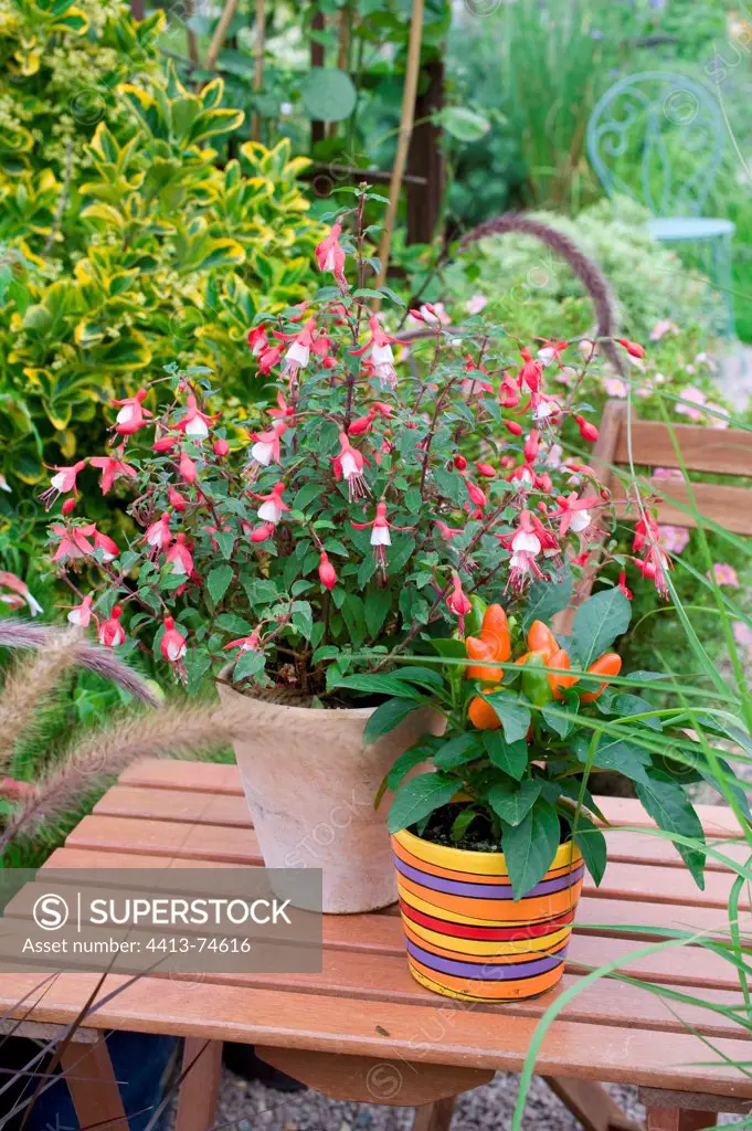 Fuchsia 'Alice Hofmann' and hot pepper on a garden terrace