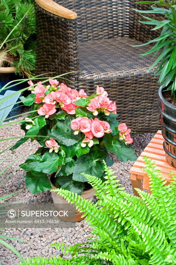 Begonia and fern on a garden terrace in summer