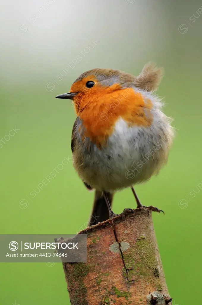 An European Robin landed on a branch
