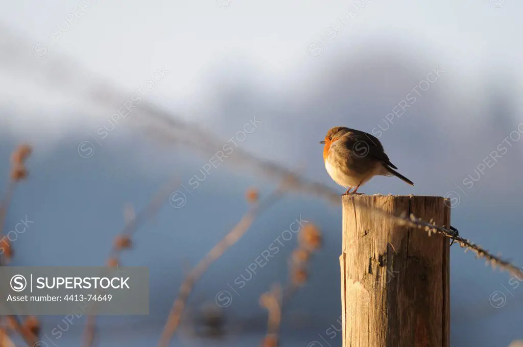 An European Robin landed on a fence