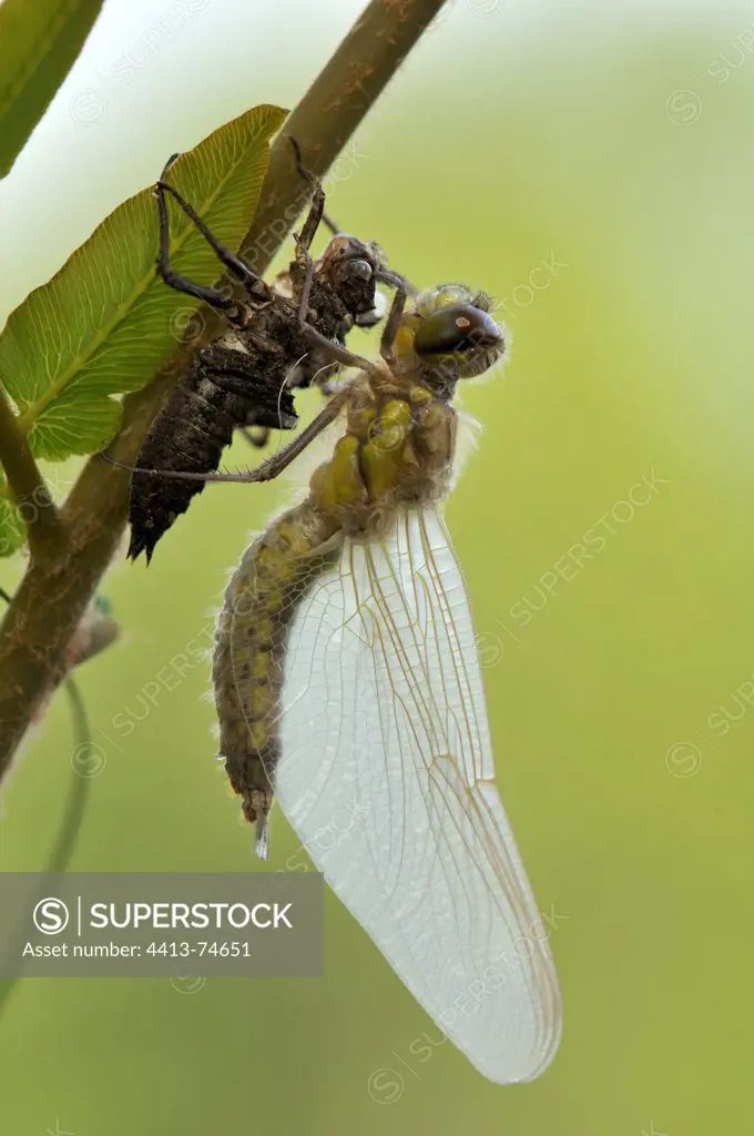 Emergence of a Club-tailed Dragonfly