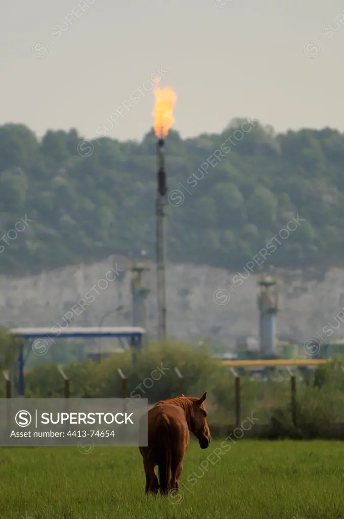A horse in a meadow facing a flare Le Havre