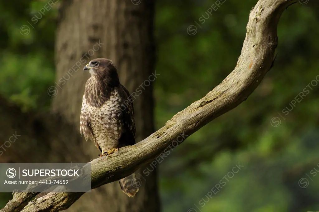 A Common buzzard landed on a branch Bois des Loges