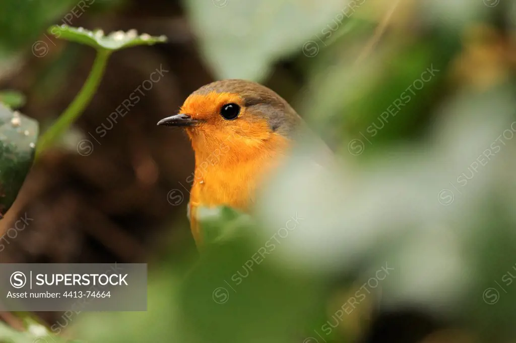 An European Robin in the Bois des Loges