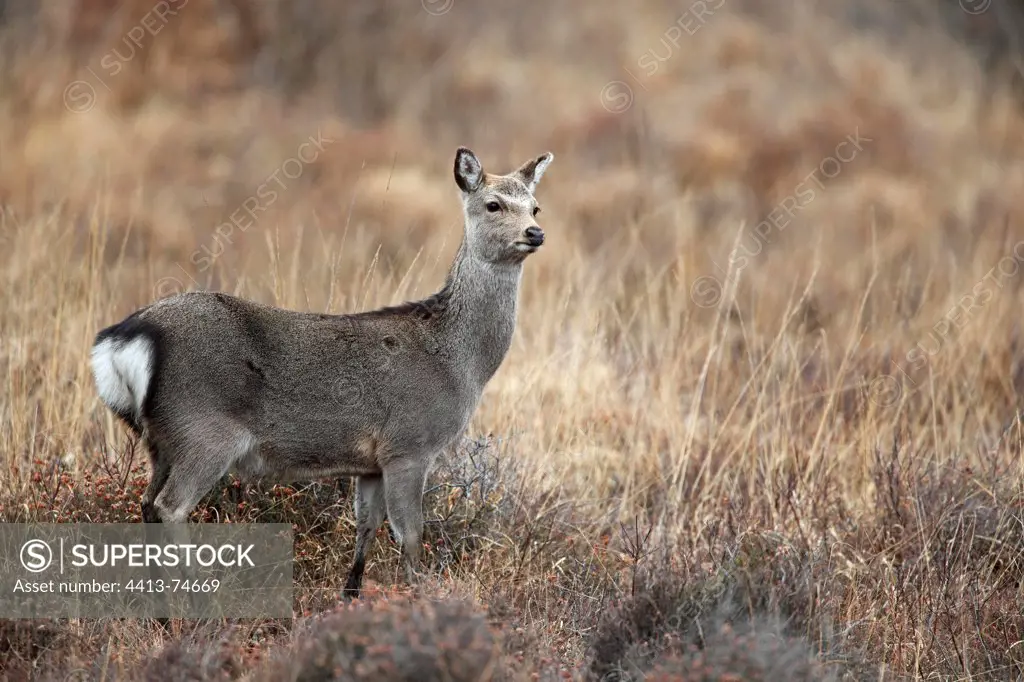 Female Sika deer in the tall grass GB