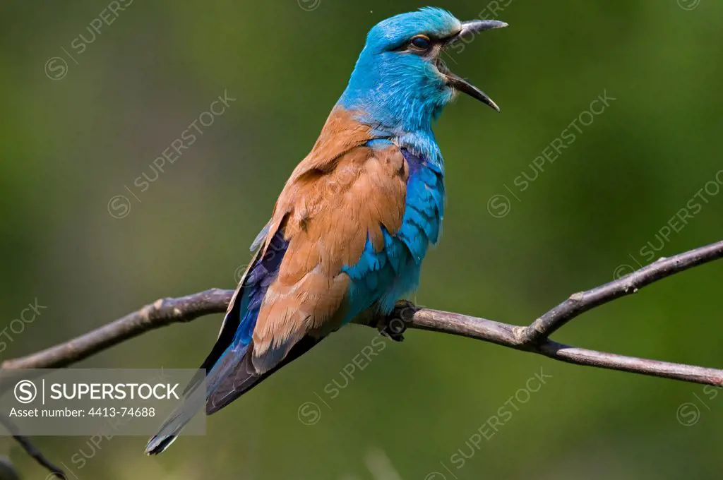 European Roller perched on a branch and yawning