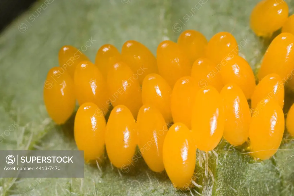 Eggs of Colorado potato Beetle on a potato leaf France
