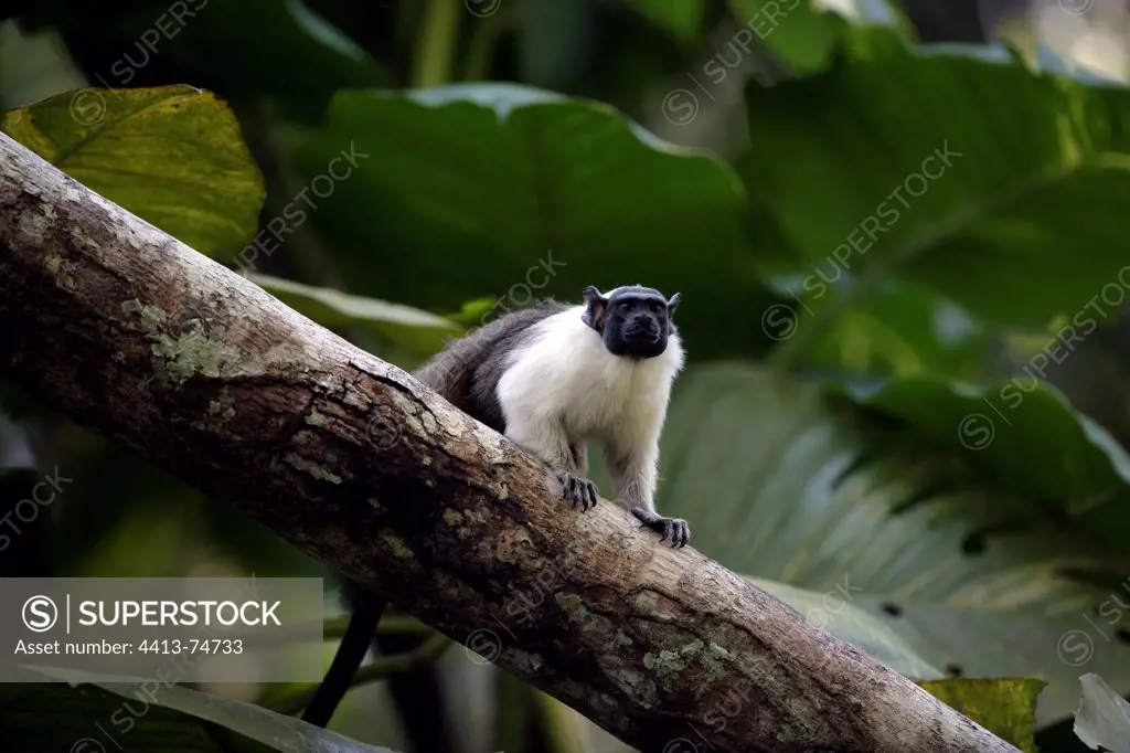 Pied bare-faced tamarin on a trunk Brazil