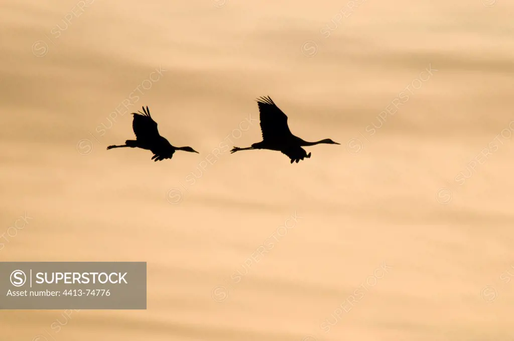 Two Common cranes flying in Champagne-Ardenne France