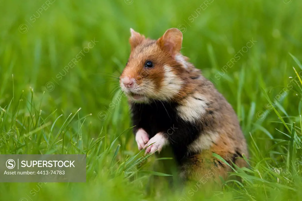 A Black-bellied Hamster in grass Vienna Austria