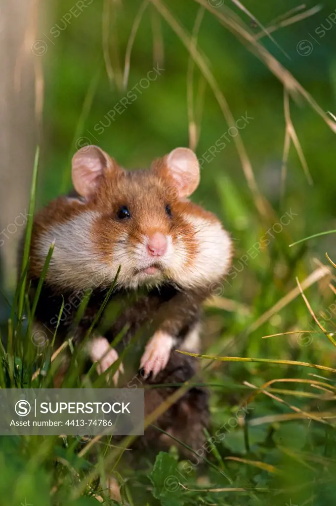 A Black-bellied Hamster in grass cheeks full Vienna