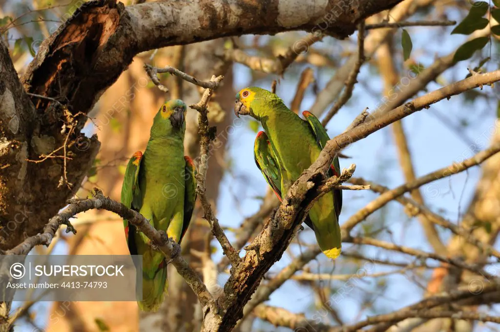 Blue-fronted Parrots sitting on a tree in Pantanal Brazil