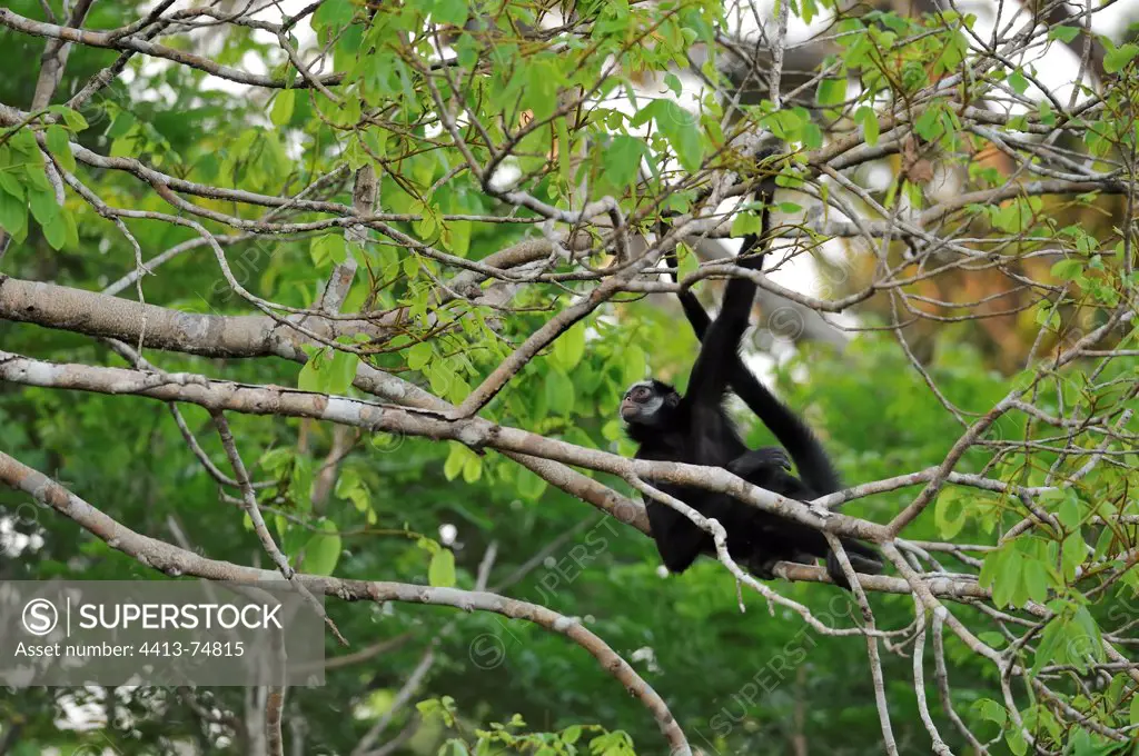 White-whiskered Spider Monkey sitting on a branch Brazil