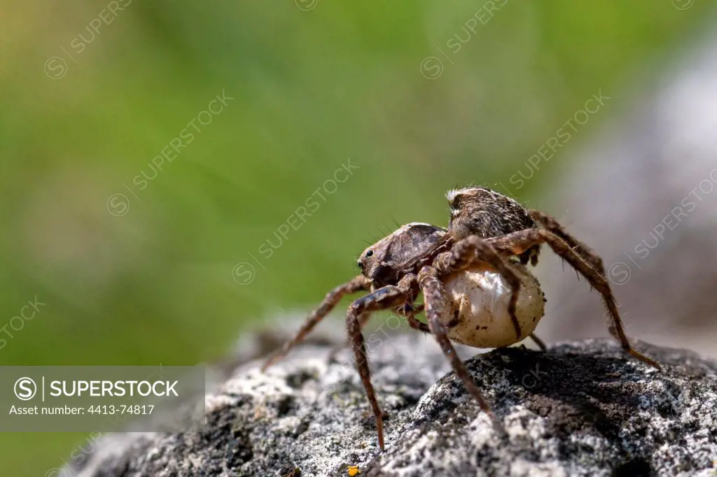 A spider with a cocoon in dry prairie Bavaria