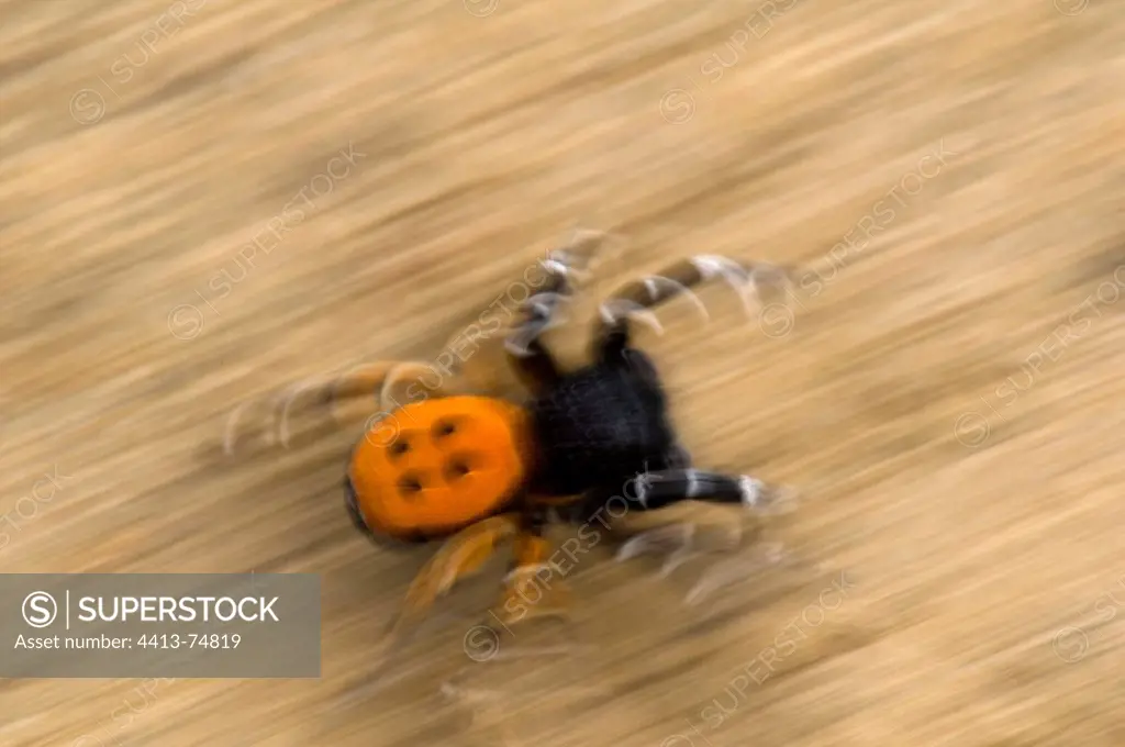 Ladybird Spider running Kaiserstuhl Baden-Württemberg German