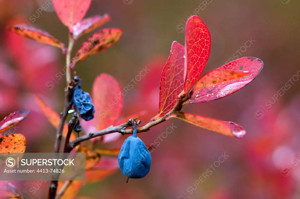 Dried blueberries on the bush in a peat bog Czech